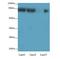 Adaptor Related Protein Complex 4 Subunit Beta 1 antibody, LS-C380429, Lifespan Biosciences, Western Blot image 