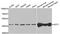 Glutamic-Oxaloacetic Transaminase 1 antibody, TA332939, Origene, Western Blot image 