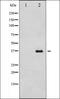 CDP antibody, orb227725, Biorbyt, Western Blot image 
