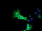 Calcium Binding And Coiled-Coil Domain 2 antibody, TA502106, Origene, Immunofluorescence image 