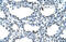 Transformer 2 Beta Homolog antibody, 29-331, ProSci, Immunohistochemistry frozen image 