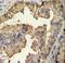 Coactivator Associated Arginine Methyltransferase 1 antibody, LS-C162163, Lifespan Biosciences, Immunohistochemistry frozen image 