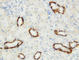 Aquaporin 3 (Gill Blood Group) antibody, ab125219, Abcam, Immunohistochemistry paraffin image 