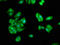 IST1 Factor Associated With ESCRT-III antibody, LS-C670478, Lifespan Biosciences, Immunofluorescence image 