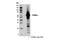 Tripartite Motif Containing 5 antibody, 14326S, Cell Signaling Technology, Western Blot image 