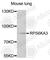 Ribosomal Protein S6 Kinase A3 antibody, A5436, ABclonal Technology, Western Blot image 