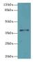 Phosphatidylinositol Specific Phospholipase C X Domain Containing 1 antibody, LS-C397947, Lifespan Biosciences, Western Blot image 