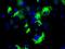 BCL10 Immune Signaling Adaptor antibody, GTX84835, GeneTex, Immunofluorescence image 