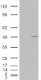 Casein Kinase 1 Epsilon antibody, LS-B2412, Lifespan Biosciences, Western Blot image 