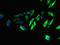 Transmembrane Protein 65 antibody, LS-C394829, Lifespan Biosciences, Immunofluorescence image 