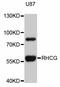 Rh Family C Glycoprotein antibody, STJ25349, St John