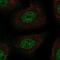 TSC22 Domain Family Member 1 antibody, PA5-67456, Invitrogen Antibodies, Immunofluorescence image 