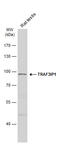 TRAF3 Interacting Protein 1 antibody, GTX115798, GeneTex, Western Blot image 