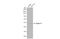 Septin 11 antibody, NBP1-31717, Novus Biologicals, Western Blot image 