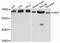 Heat Shock Transcription Factor 2 antibody, abx125968, Abbexa, Western Blot image 