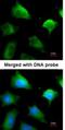 Glutathione S-Transferase Mu 5 antibody, NBP1-32682, Novus Biologicals, Immunocytochemistry image 