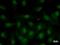 Nuclear Receptor Subfamily 4 Group A Member 1 antibody, LS-C342359, Lifespan Biosciences, Immunofluorescence image 