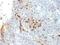 Major Histocompatibility Complex, Class II, DR Alpha antibody, NBP2-48106, Novus Biologicals, Immunohistochemistry paraffin image 