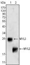 Myosin Light Chain 3 antibody, A04730, Boster Biological Technology, Western Blot image 