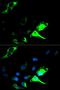 Keratin 8 antibody, LS-C331220, Lifespan Biosciences, Immunofluorescence image 