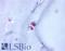 Aggrecan antibody, LS-A1562, Lifespan Biosciences, Immunohistochemistry frozen image 