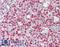 hRap1 antibody, LS-B11292, Lifespan Biosciences, Immunohistochemistry frozen image 