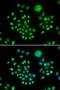 ArfGAP With FG Repeats 1 antibody, LS-C748547, Lifespan Biosciences, Immunofluorescence image 
