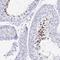 Zona Pellucida Binding Protein antibody, NBP2-31726, Novus Biologicals, Immunohistochemistry frozen image 
