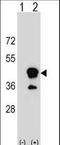 T-cell surface glycoprotein CD1b antibody, LS-C159302, Lifespan Biosciences, Western Blot image 