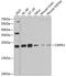 Cytidine/Uridine Monophosphate Kinase 1 antibody, 22-313, ProSci, Western Blot image 