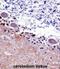 Septin 5 antibody, abx028291, Abbexa, Immunohistochemistry frozen image 