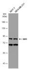 PITPNM Family Member 3 antibody, GTX108085, GeneTex, Western Blot image 