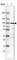 WD Repeat Domain 59 antibody, HPA041084, Atlas Antibodies, Western Blot image 