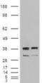 Neurotrophin 3 antibody, NBP1-47892, Novus Biologicals, Western Blot image 