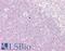 Ribosomal Protein S6 Kinase A1 antibody, LS-B7586, Lifespan Biosciences, Immunohistochemistry frozen image 