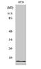 Insulin Like 4 antibody, STJ93717, St John