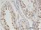 Tyrosyl-DNA Phosphodiesterase 2 antibody, H00051567-M01, Novus Biologicals, Immunohistochemistry frozen image 