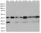 Vestigial Like Family Member 3 antibody, LS-C796459, Lifespan Biosciences, Western Blot image 