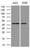E74 Like ETS Transcription Factor 3 antibody, LS-C795222, Lifespan Biosciences, Western Blot image 