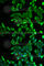Stomatin antibody, A6372, ABclonal Technology, Immunofluorescence image 