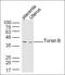 Torsin Family 1 Member B antibody, orb158634, Biorbyt, Western Blot image 