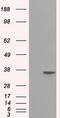 Serine racemase antibody, CF500958, Origene, Western Blot image 