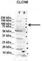 Chloride Voltage-Gated Channel 6 antibody, TA338699, Origene, Western Blot image 