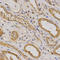 Rho GTPase Activating Protein 25 antibody, LS-C331364, Lifespan Biosciences, Immunohistochemistry paraffin image 