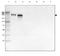 Laminin Subunit Alpha 4 antibody, NBP2-42393, Novus Biologicals, Western Blot image 