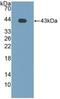 C-C Motif Chemokine Ligand 8 antibody, MBS2026335, MyBioSource, Western Blot image 