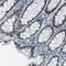 Ecdysoneless Cell Cycle Regulator antibody, NBP2-33278, Novus Biologicals, Immunohistochemistry frozen image 