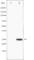 Eukaryotic Translation Initiation Factor 4E antibody, abx010702, Abbexa, Western Blot image 