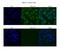 Guanine nucleotide-binding protein-like 3-like protein antibody, NBP1-55241, Novus Biologicals, Immunocytochemistry image 