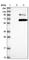 C-type lectin domain family 14 member A antibody, HPA039468, Atlas Antibodies, Western Blot image 